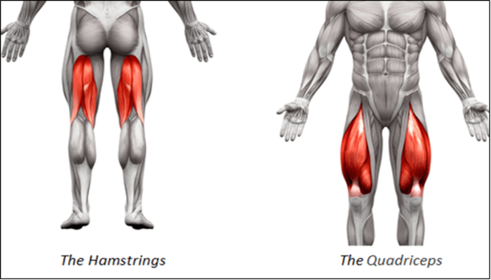 Leg Press: A Comprehensive Guide for Maximizing Lower Body Strength