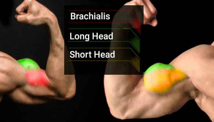 10 Best Bicep Curl Exercises: 19 Inch Arms