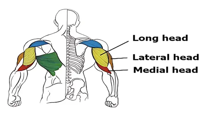 Skull Crushers Guide: Triceps Growth, Variations, and Tips
triceps incline db dumbbell ezbar