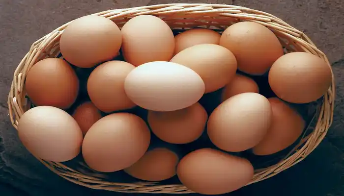 What Is the Best Source of Protein? Top Protein Foods for Muscle Gain, Weight Loss, and Vegetarian Diets