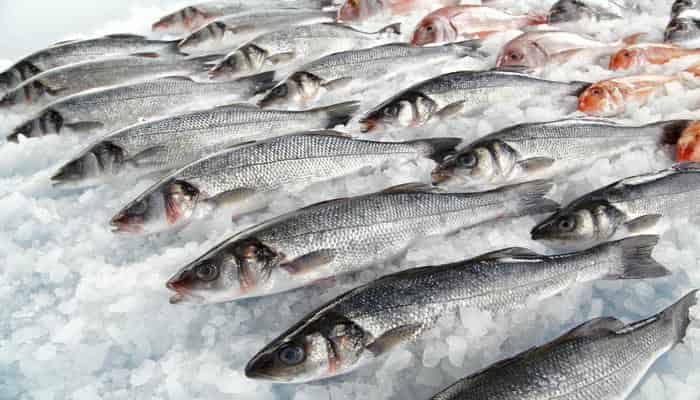 What Is the Best Source of Protein? Top Protein Foods for Muscle Gain, Weight Loss, and Vegetarian Diets